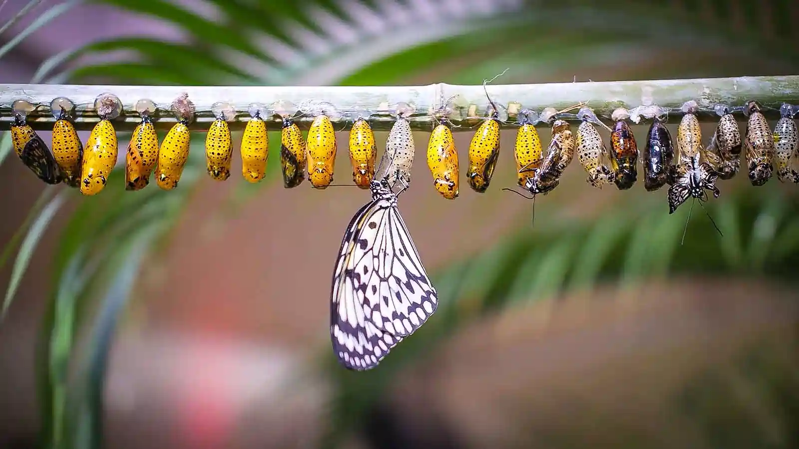 Butterfly Lifecycle & Metamorphosis Displays