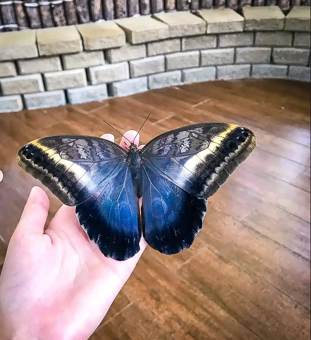 Chariot3-2x2-1-scaled