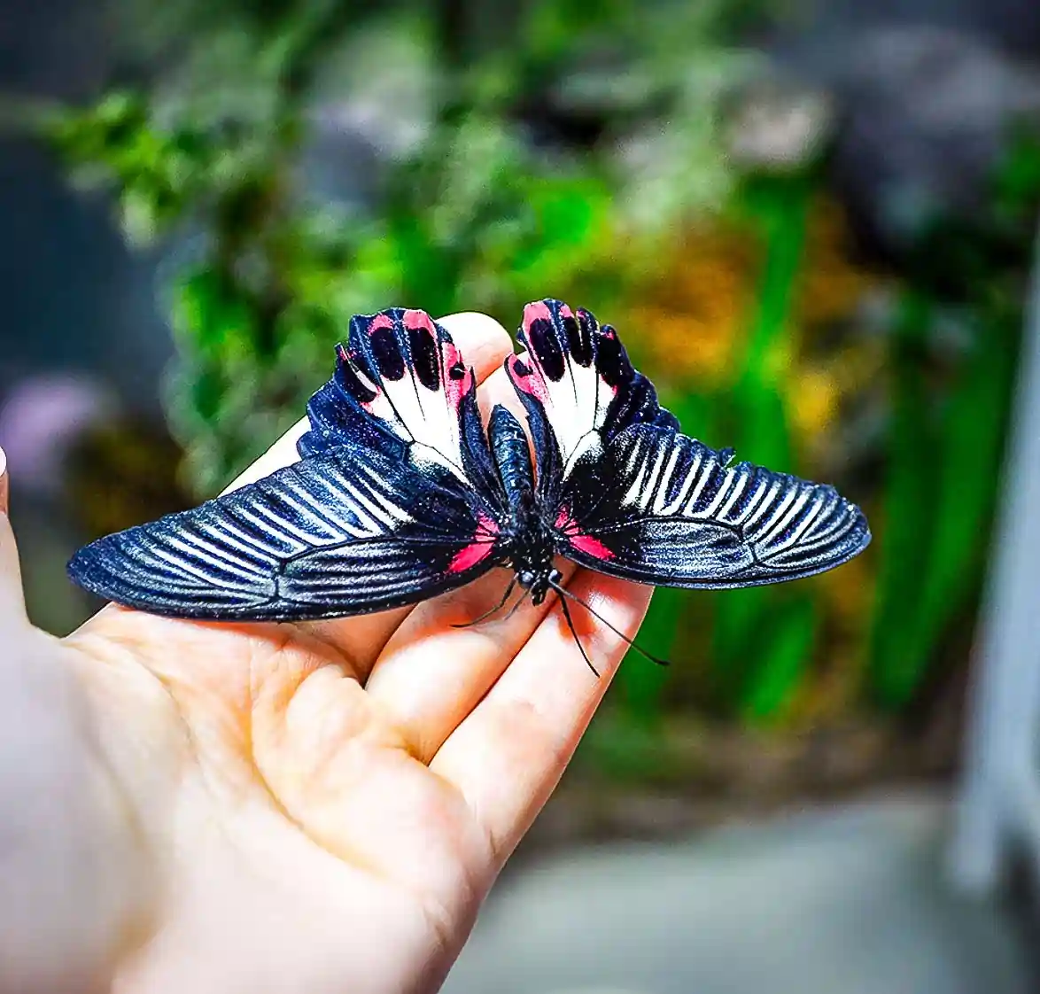 Chariot3-2x2-1-scaled