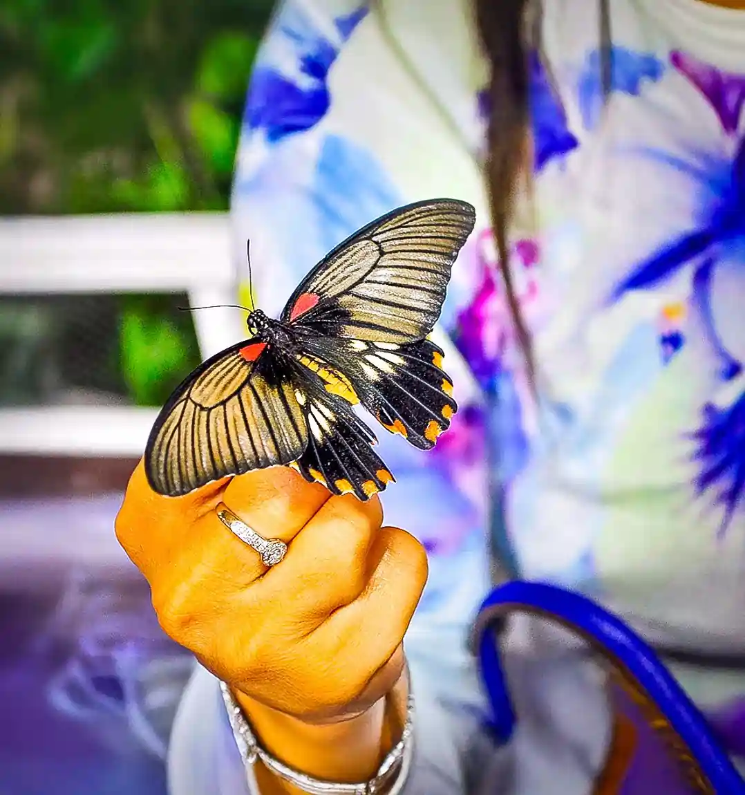 Chariot3-2x2-1-scaled