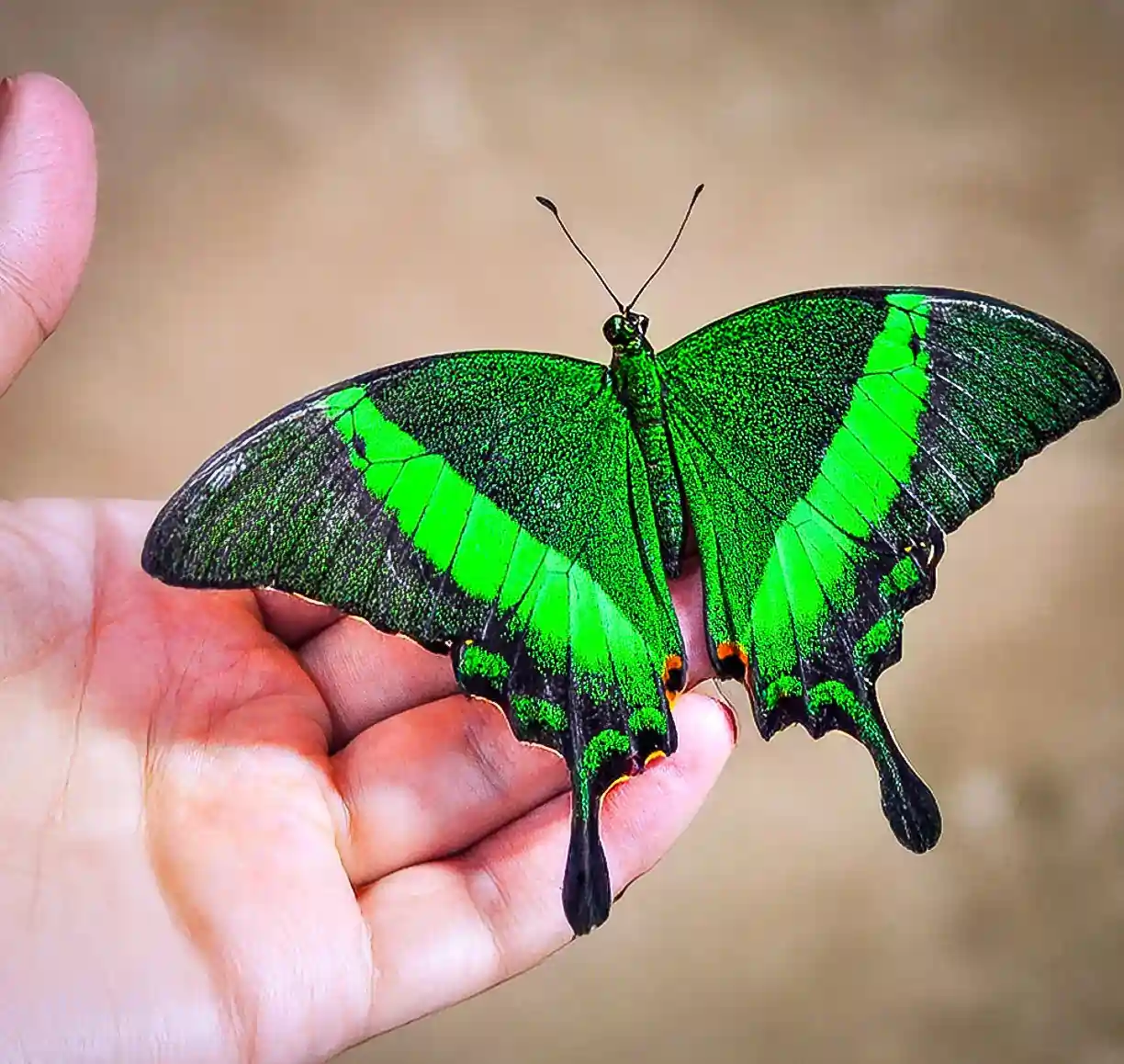 Chariot3-2x2-1-scaled