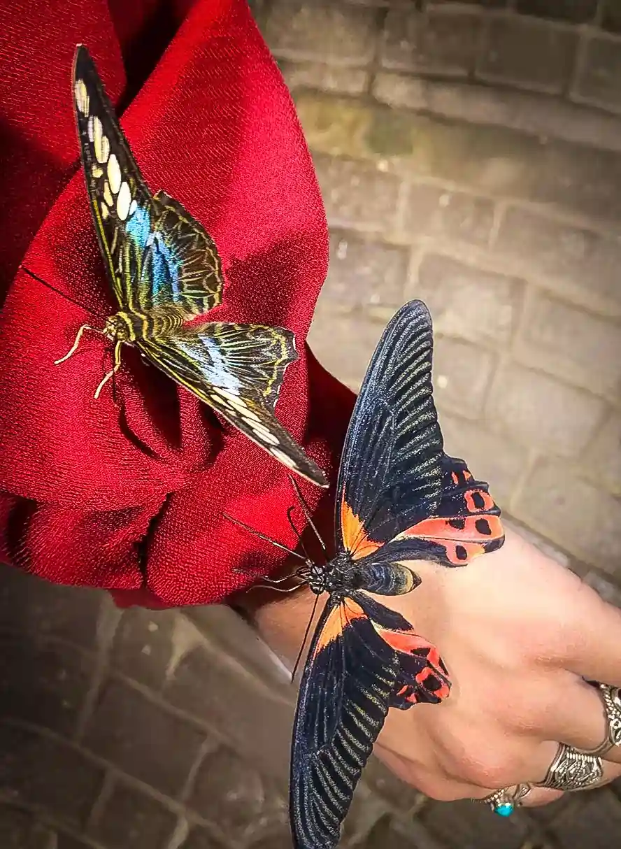 Chariot3-2x2-1-scaled