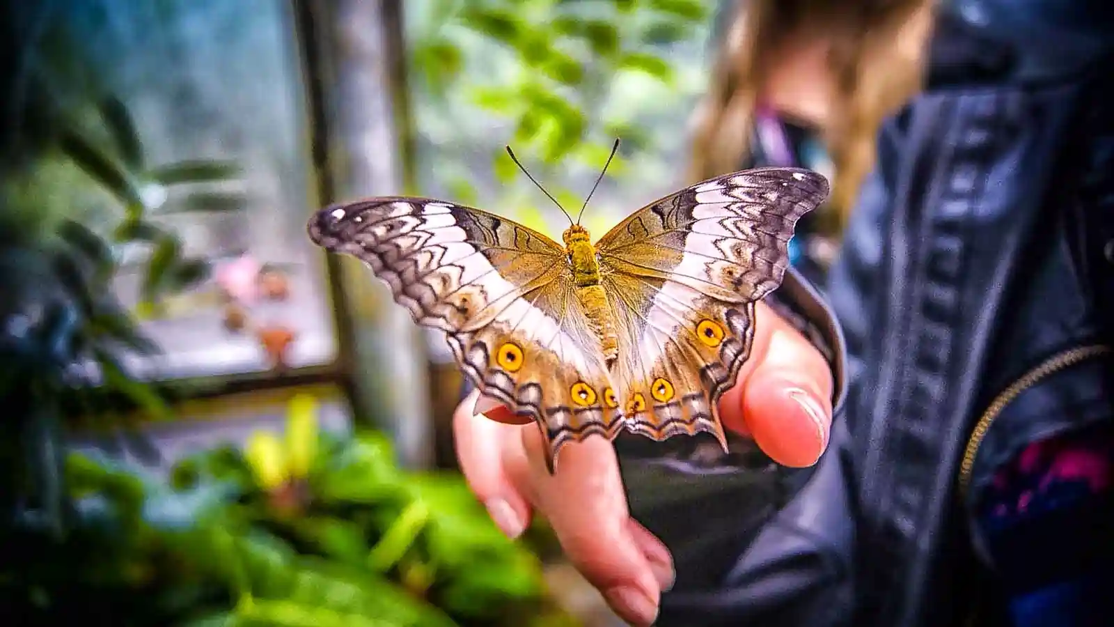 Chariot3-2x2-1-scaled