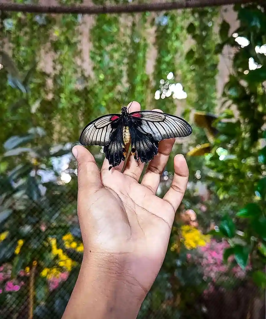 Chariot3-2x2-1-scaled