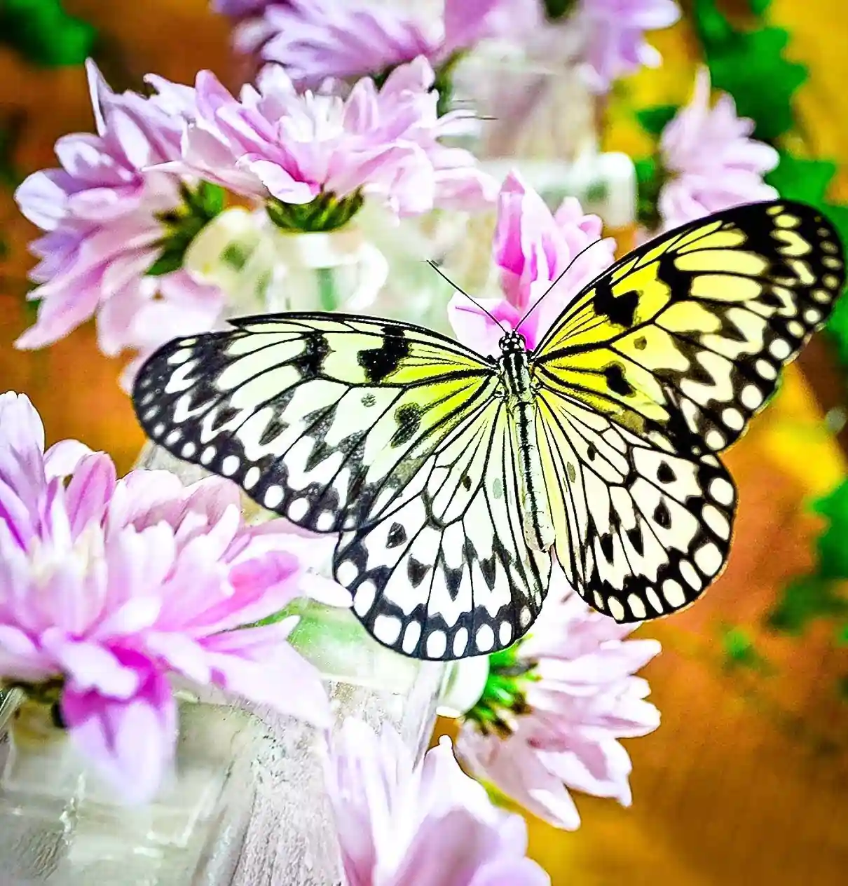 Chariot3-2x2-1-scaled